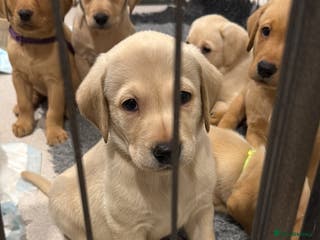 Labrador Retriever dogs Stunning Labrador puppies - Advert 2