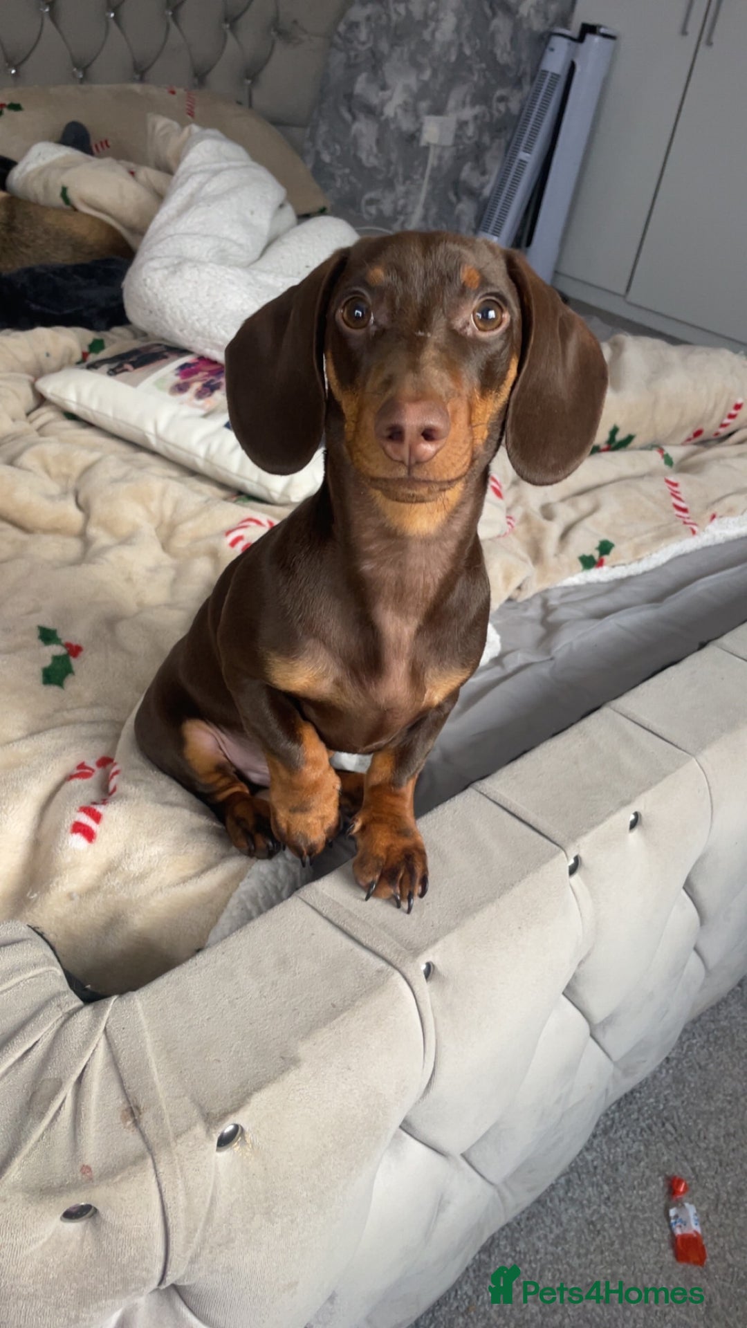 Dachshund dogs for sale: One year old male dachshund for sale - Image 2