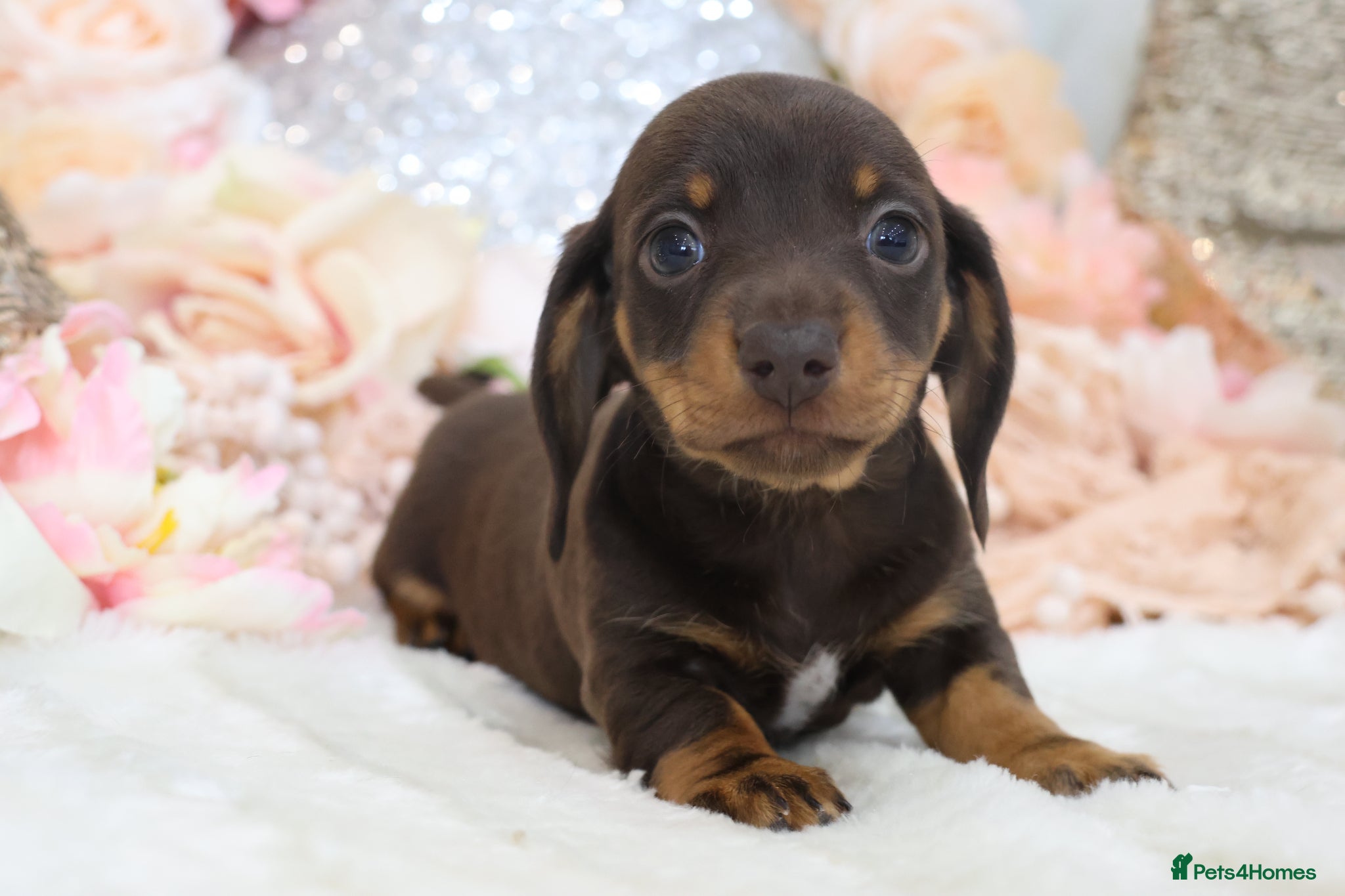 Miniature Dachshund dogs KC Miniature Dachshund Puppies - Advert 1