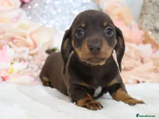 Miniature Dachshund dogs KC Miniature Dachshund Puppies - Advert 1
