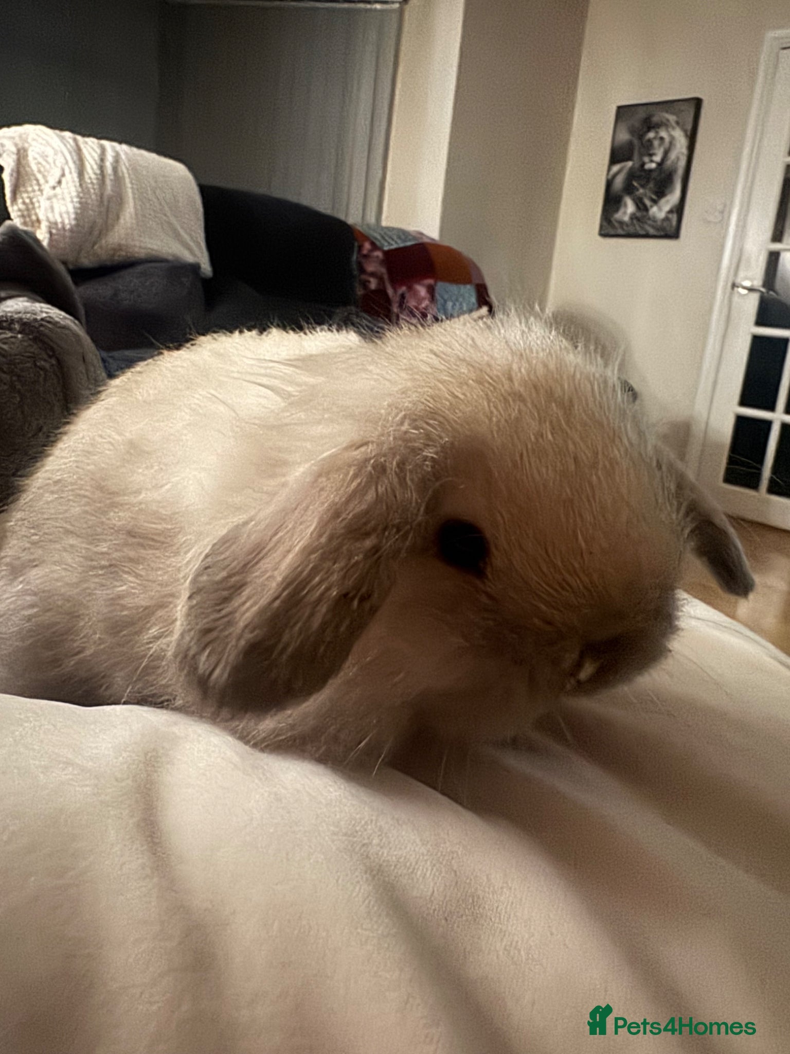 Mini Lop rabbits Beautiful mini lop rabbits  - Advert 18