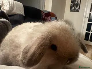 Mini Lop rabbits Beautiful mini lop rabbits - Advert 18