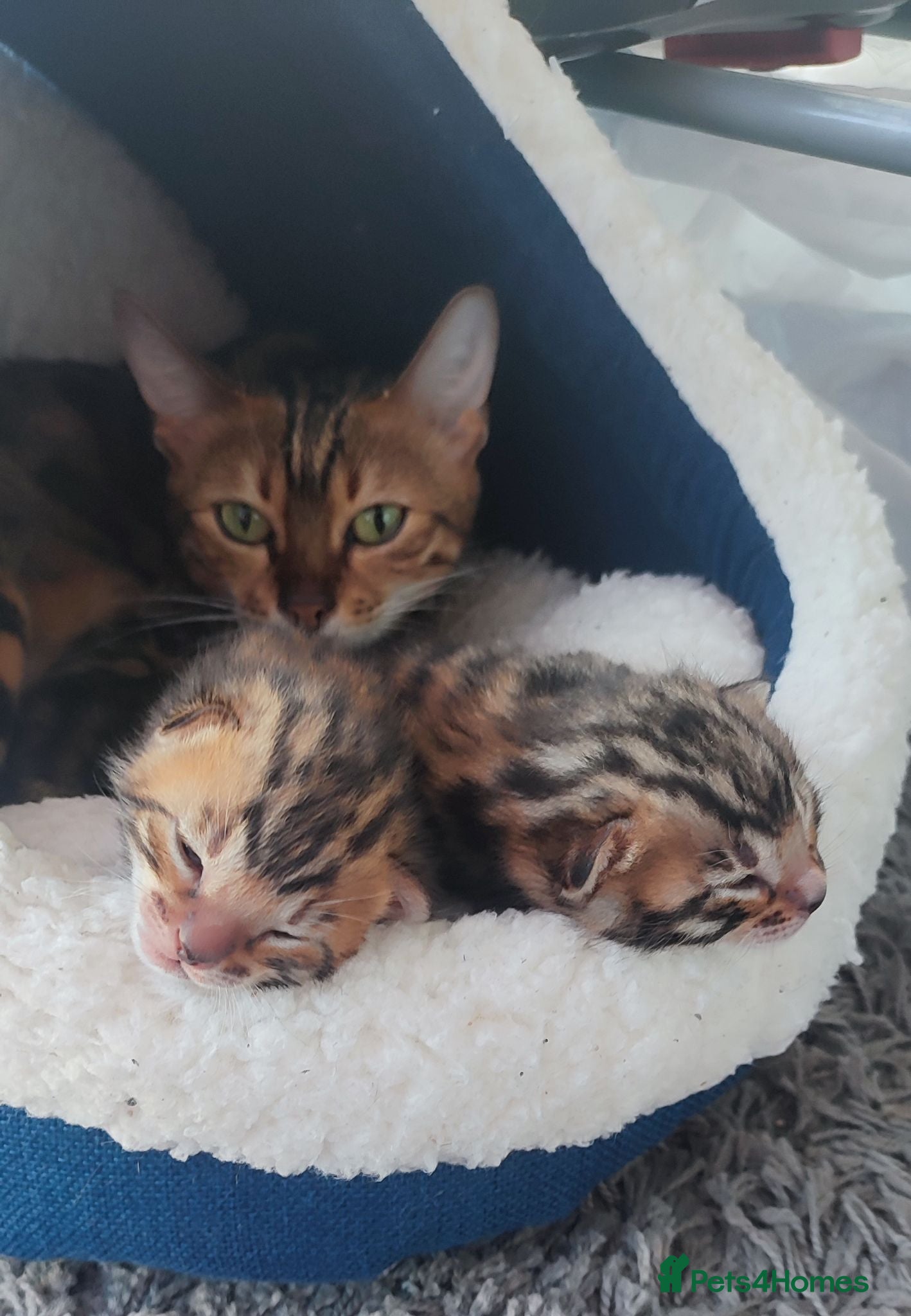 Bengal cats Stunning Bengal kittens for sale - Advert 2