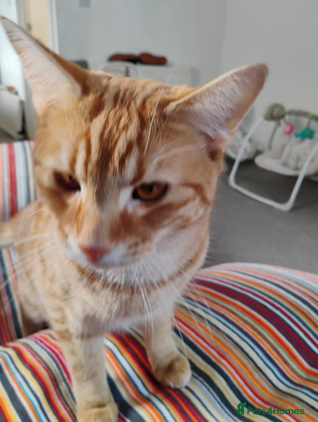 British Shorthair cats for sale: Archie - Image 9