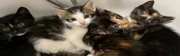 Mixed Breed cats for sale: 6 Adorable Kittens – 3 Boys & 3 Girls - Advert 9