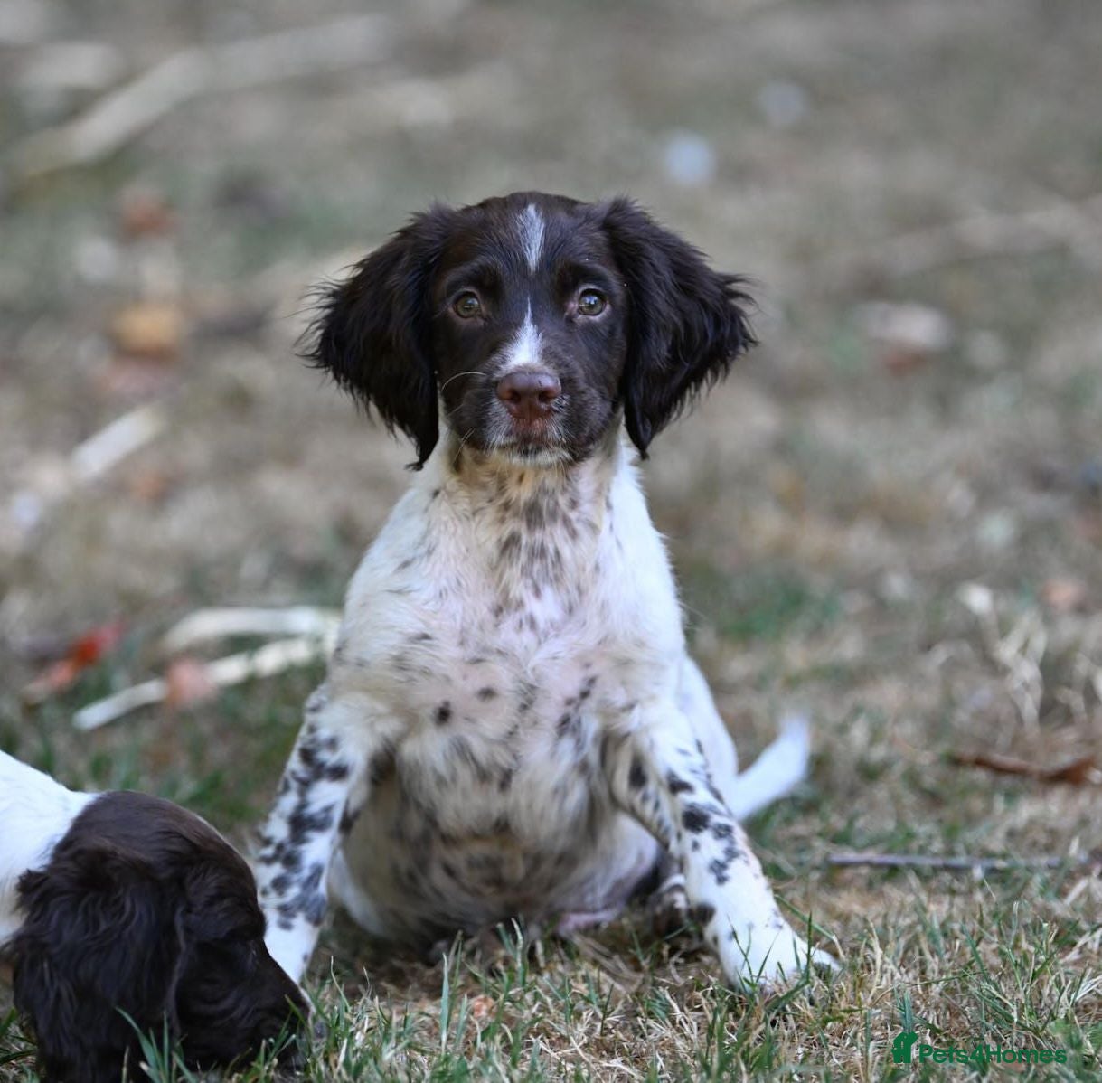 English Springer Spaniel dogs Kennel club registered Springer Spaniel Puppies - Advert 2