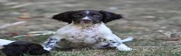 English Springer Spaniel dogs for sale: Kennel club registered Springer Spaniel Puppies - Advert 31