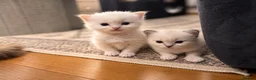 Ragdoll cats for sale:  Beautiful Ragdoll Kittens in Carshalton - Advert 7
