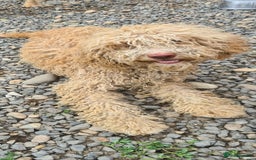 Mixed Breed dogs for adoption: RUFFLES, female. Non shedding - Image 3