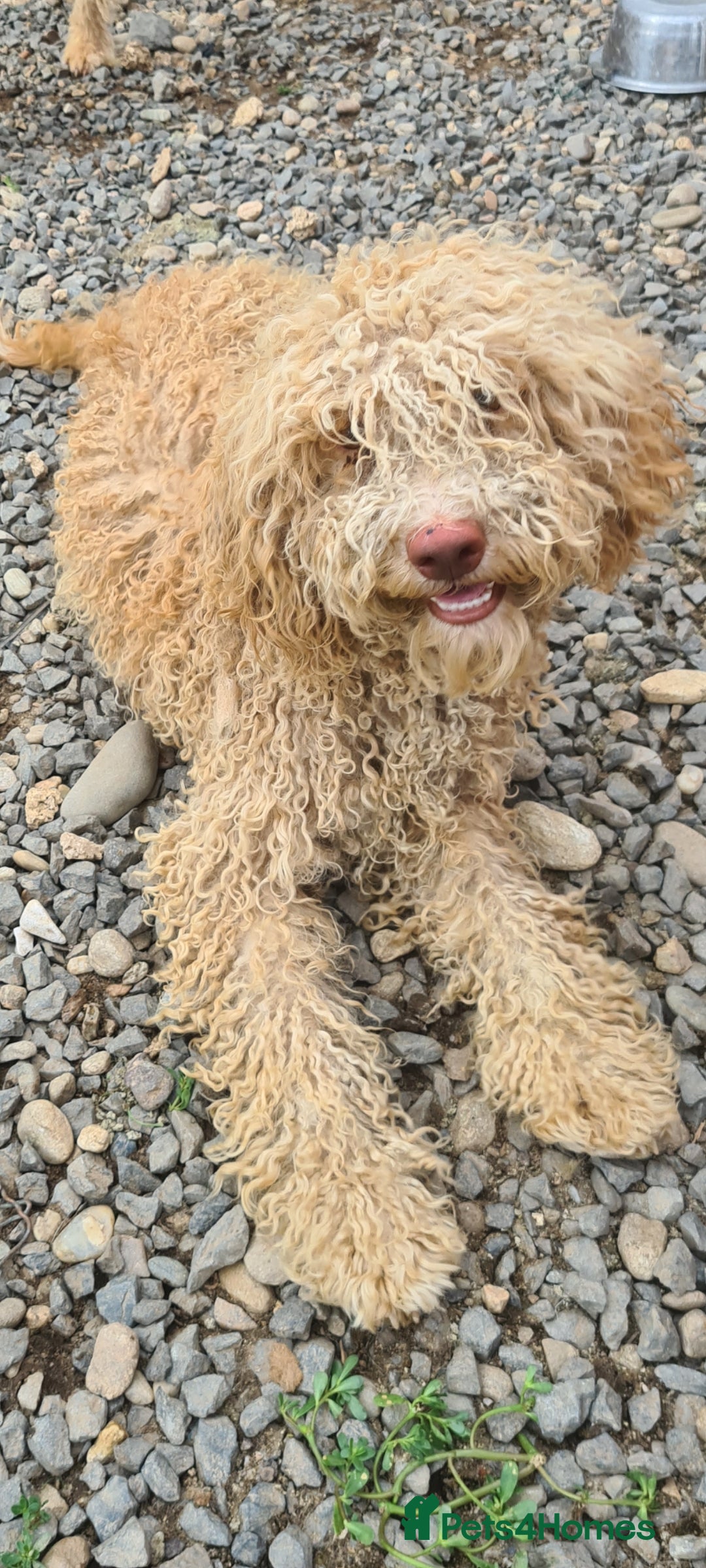 Mixed Breed dogs for adoption: RUFFLES, female. Non shedding - Image 3