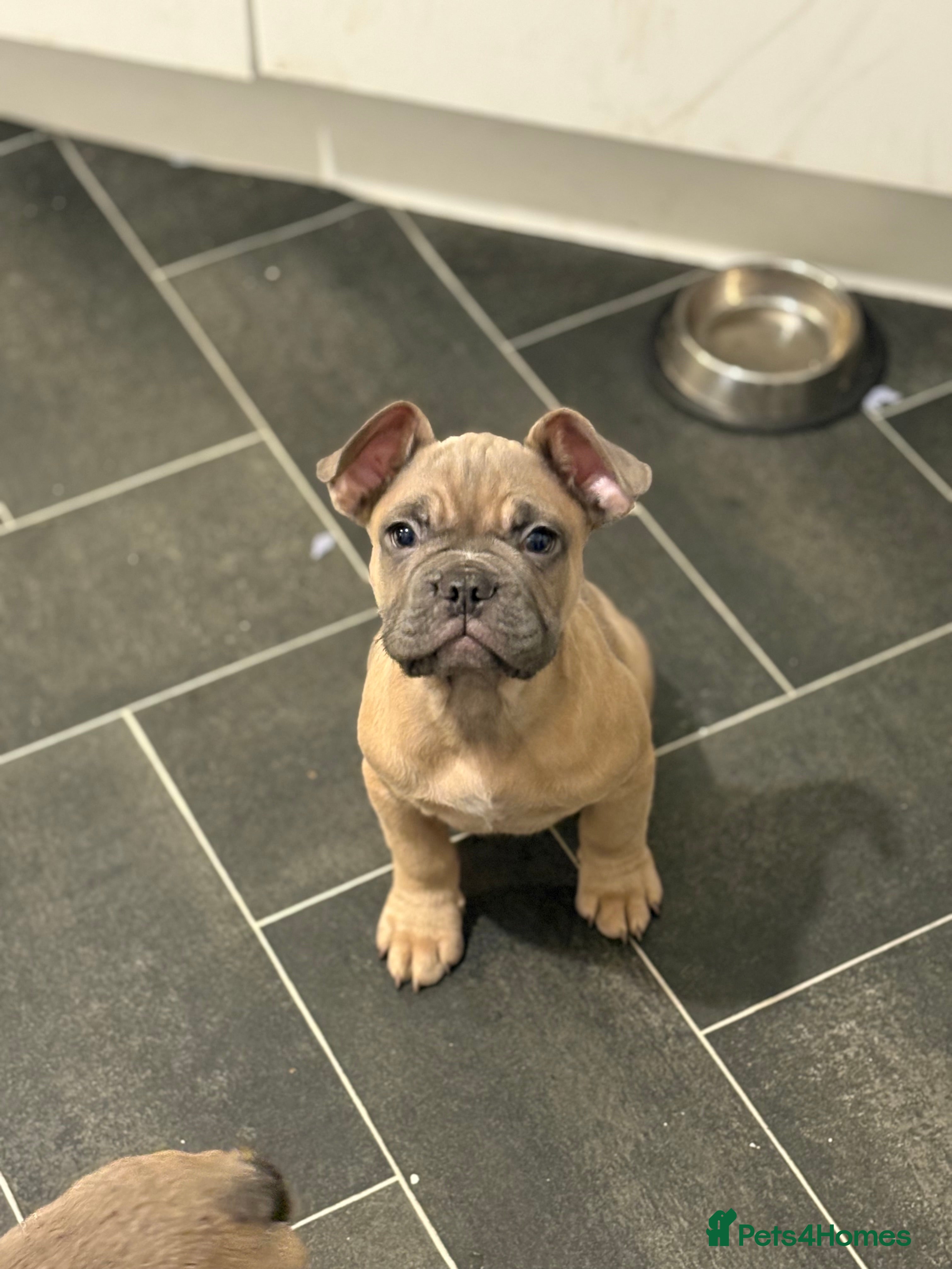 French Bulldog dogs French bulldog - Advert 1