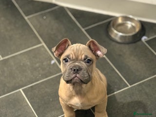 French Bulldog dogs French bulldog - Advert 1