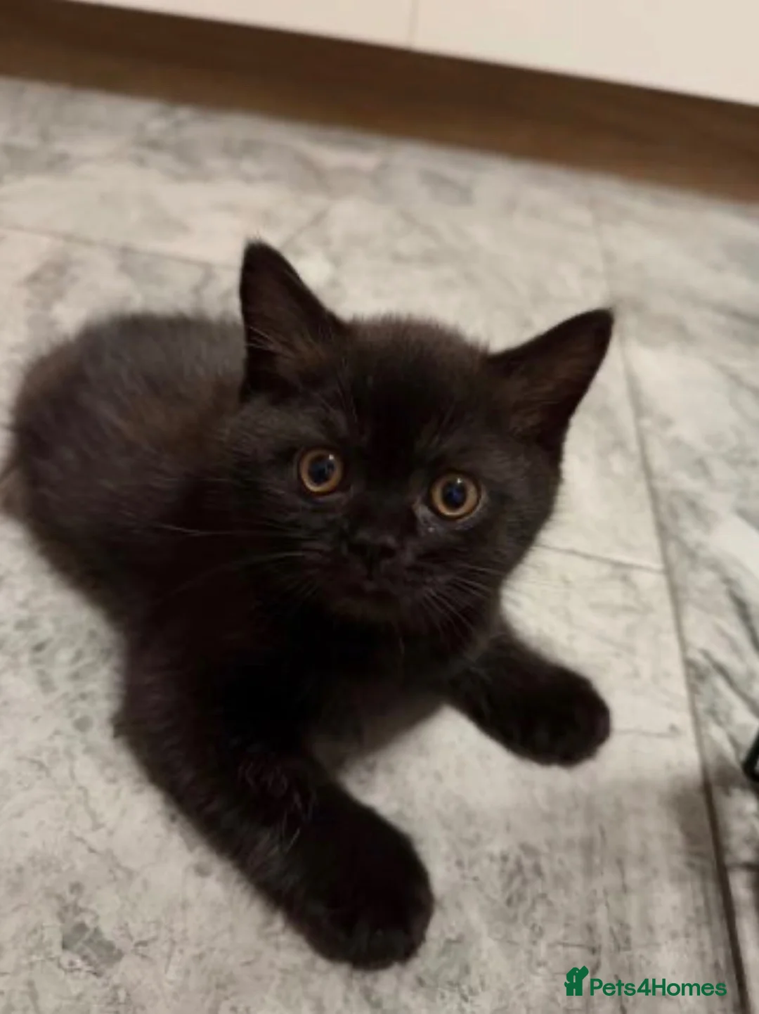 British Shorthair cats for sale: British shorthair kittens  - Advert 3