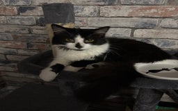 British Longhair cats for sale: Amazingly friendly and beautiful fluff balls - Image 6