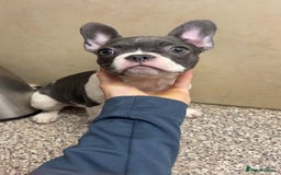 French Bulldog dogs for sale: French bulldog pups 07495497432 - Image 6