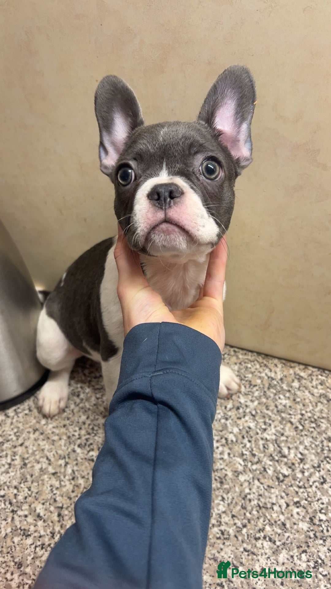 French Bulldog dogs for sale: French bulldog pups 07495497432 - Image 6