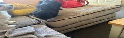 Mixed Breed dogs for sale: Puppies hair don’t fall out look like cocker poo  - Advert 7