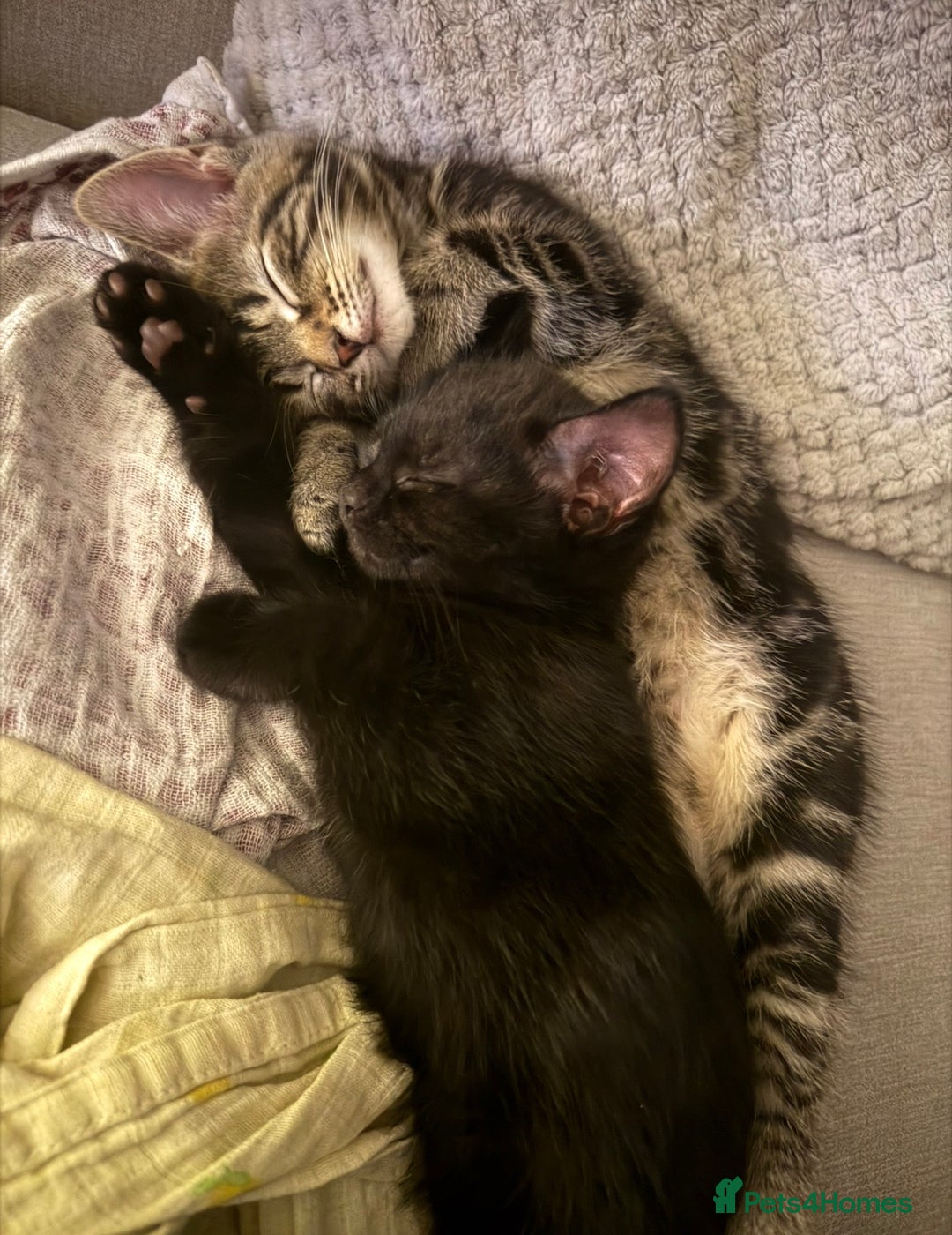 Mixed Breed cats for sale: The Trio - Advert 4