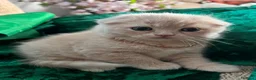 Scottish Fold cats for sale: 😻SCOTTISH FOLD 😻 CREAM & RED COLOUR 😻 - Advert 7
