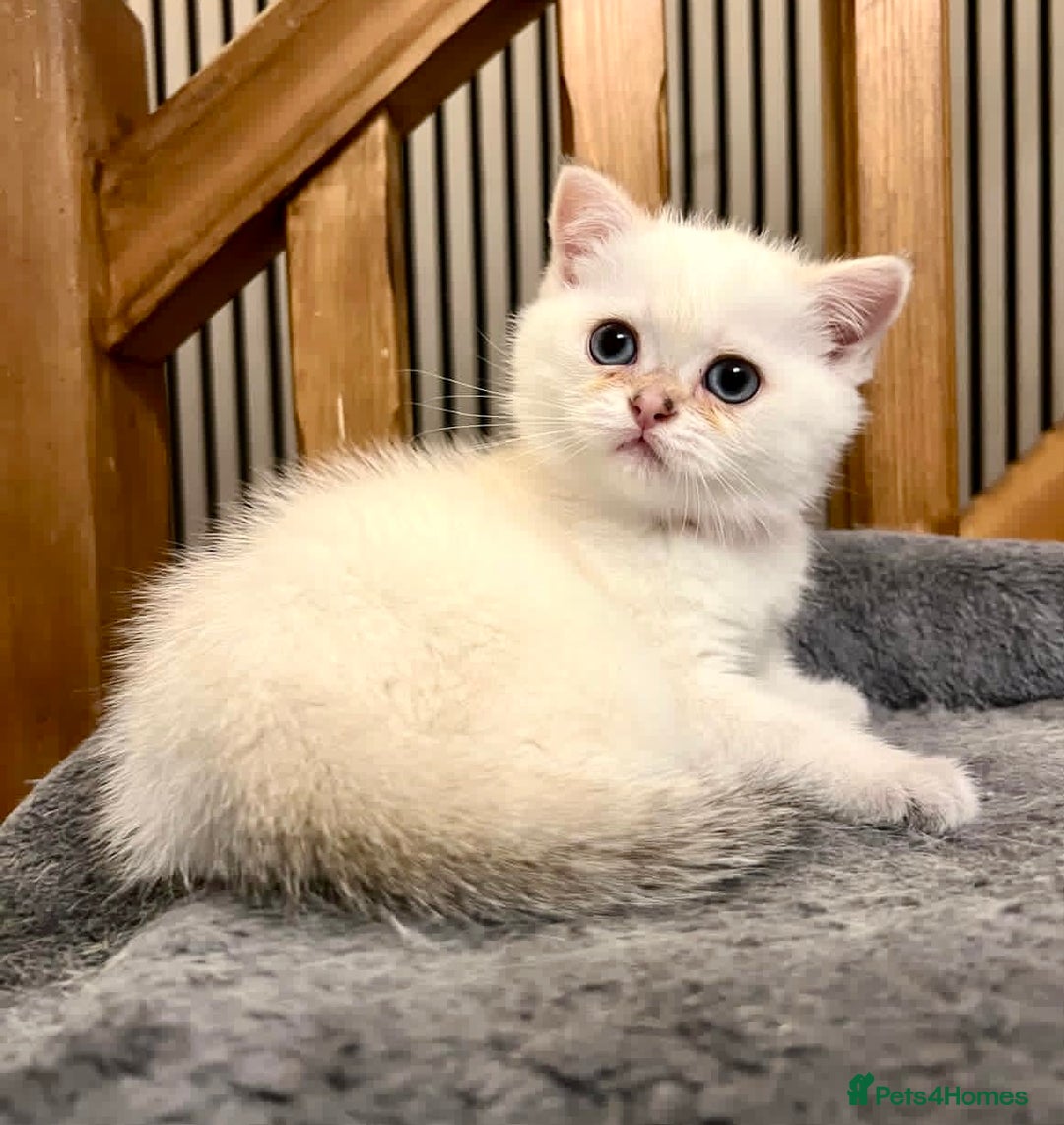 British Shorthair cats for sale: Fully pedigree kittens - Advert 13