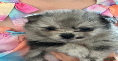 Pomeranian dogs - Advert 4