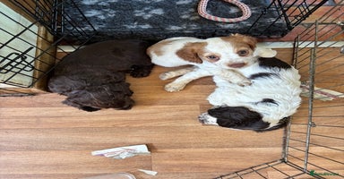 Cocker Spaniel dogs - Advert 14