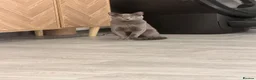 Russian Blue cats for sale: 🐾GCCF Russian Blue Male Cat   🐾 - Advert 2