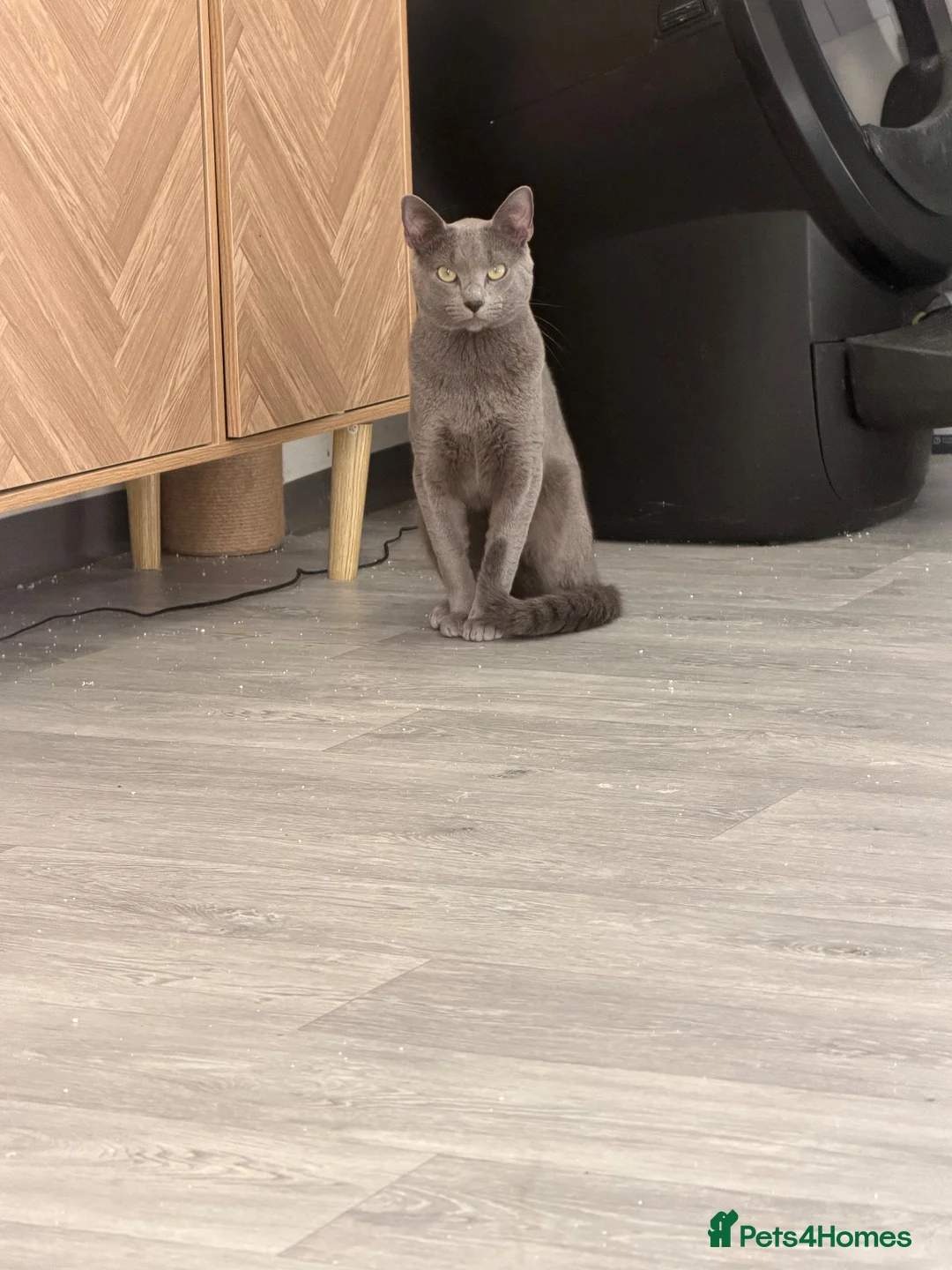 Russian Blue cats for sale: 🐾GCCF Russian Blue Male Cat   🐾 - Advert 2