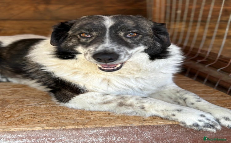 Mixed Breed dogs - Advert 1