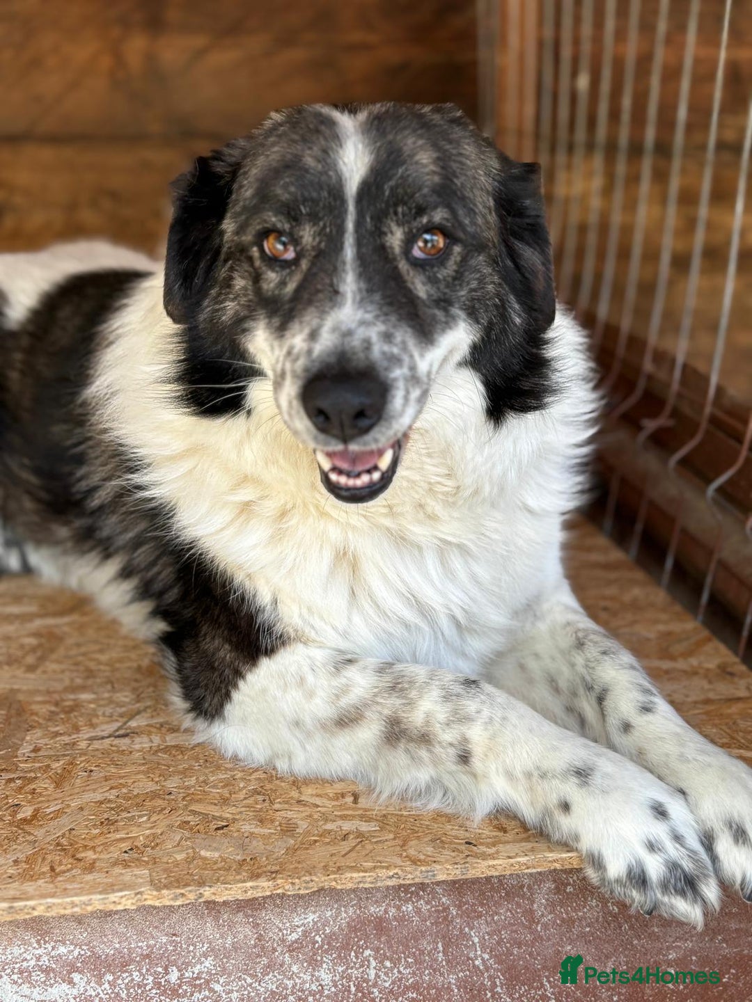 Mixed Breed dogs for adoption: Yedda has waited so long for a home! - Image 1