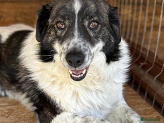 Mixed Breed dogs Yedda has waited so long for a home! - Advert 10