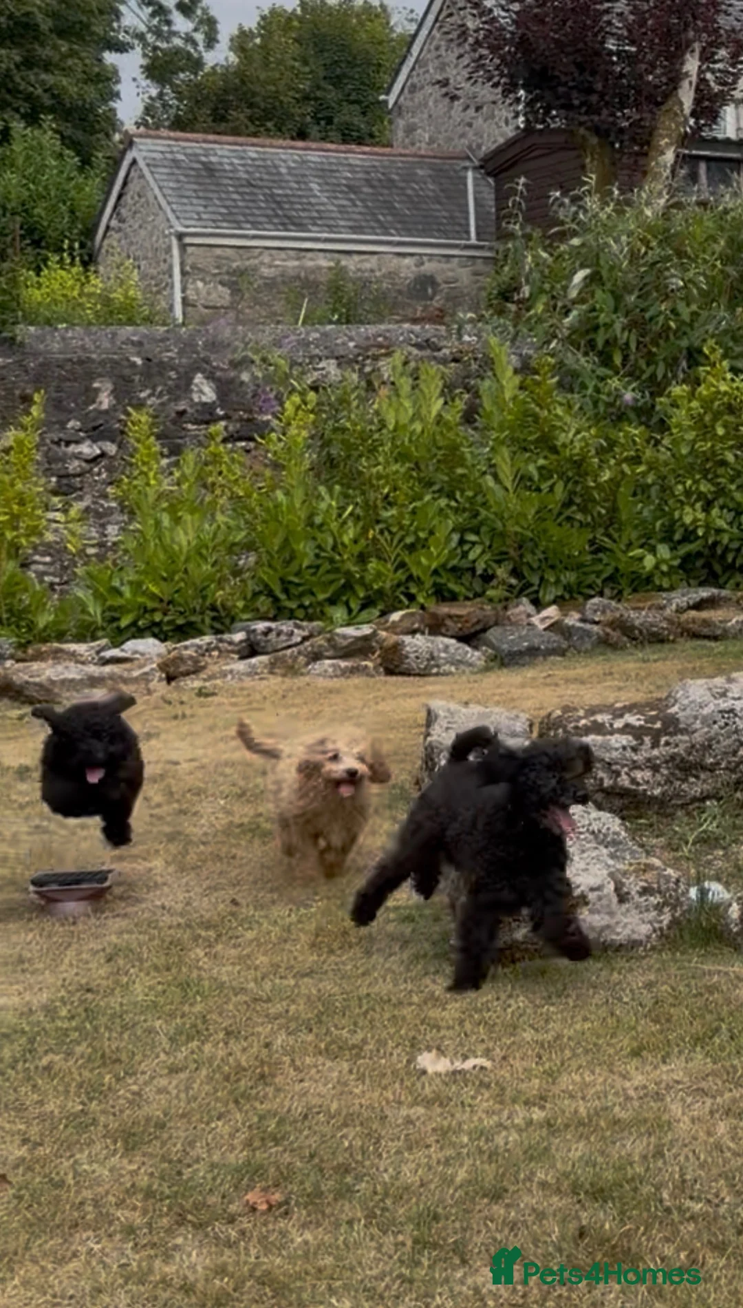 Miniature Poodle dogs for sale: Stunning rare miniature poodle pups ready now  - Advert 2