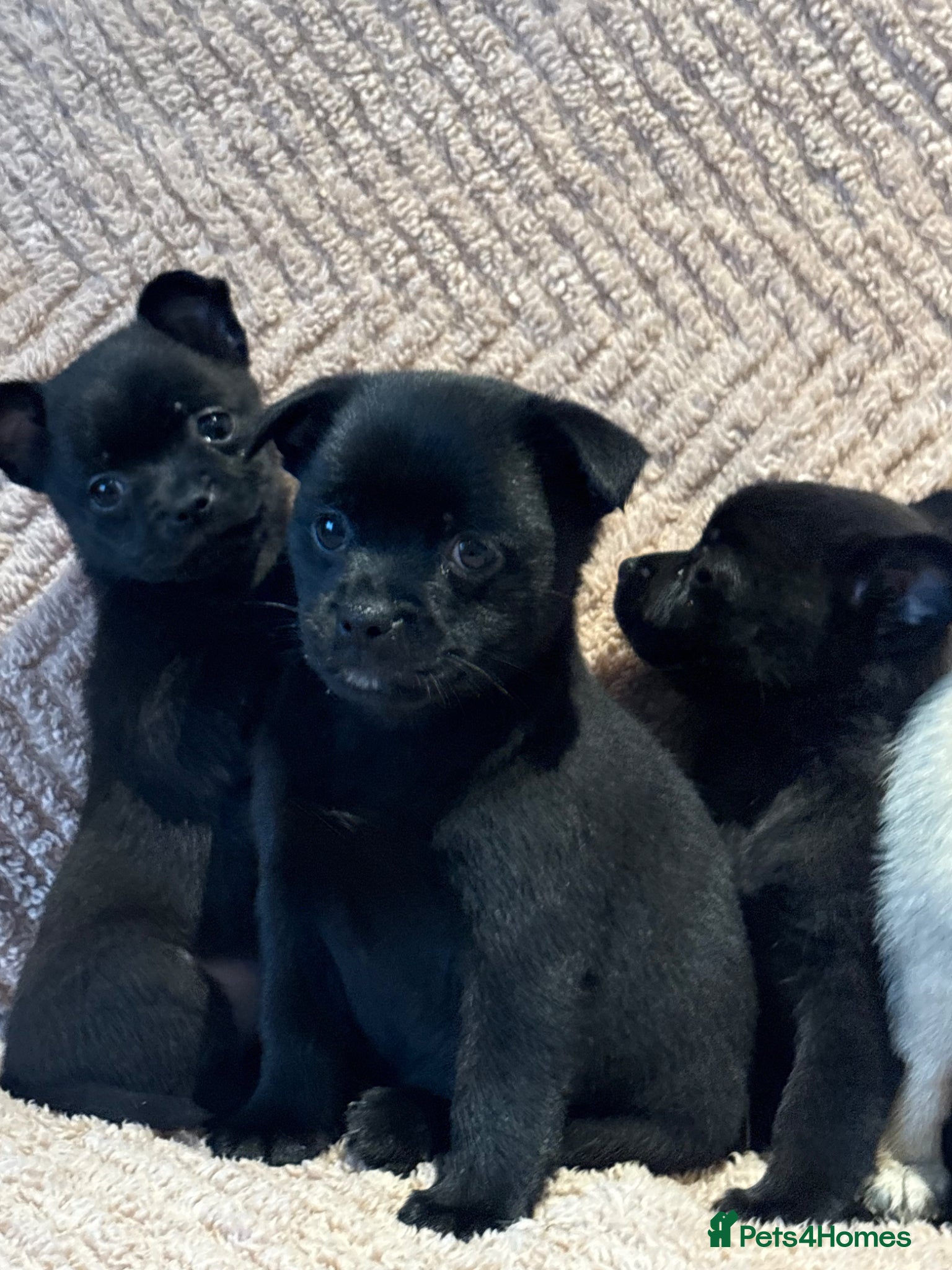 Mixed Breed dogs Lovely puggapom - Advert 1