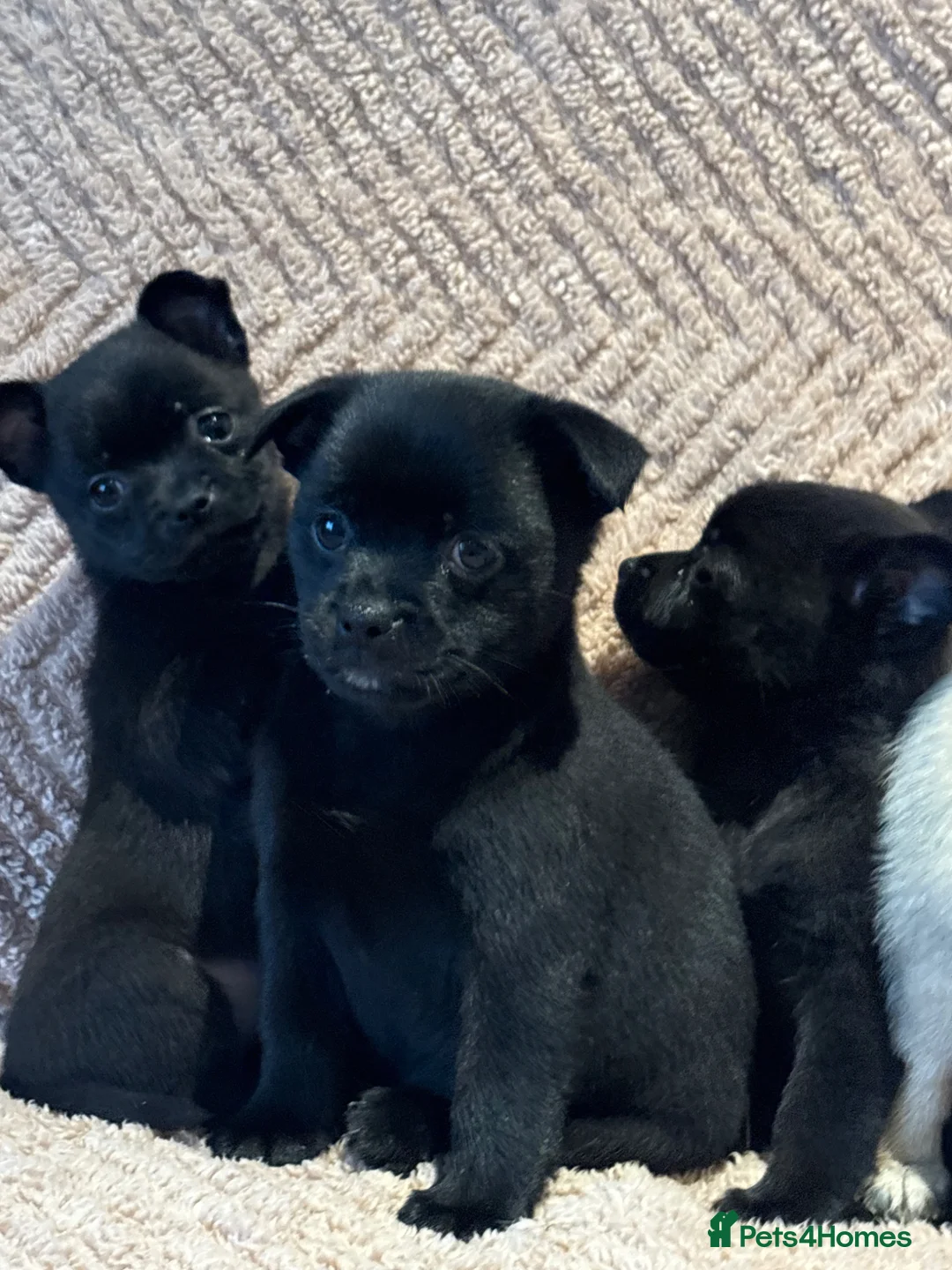 Mixed Breed dogs for sale: Lovely puggapom - Advert 2