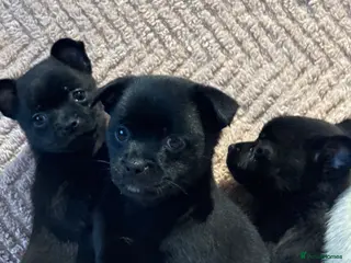 Mixed Breed dogs Lovely puggapom - Advert 1