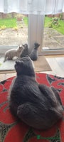 Scottish Fold cats - Advert 2