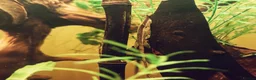 Catfish fish for sale: 3x home-bred juvenile Farlowella Twig Catfish in Camberley - Advert 1