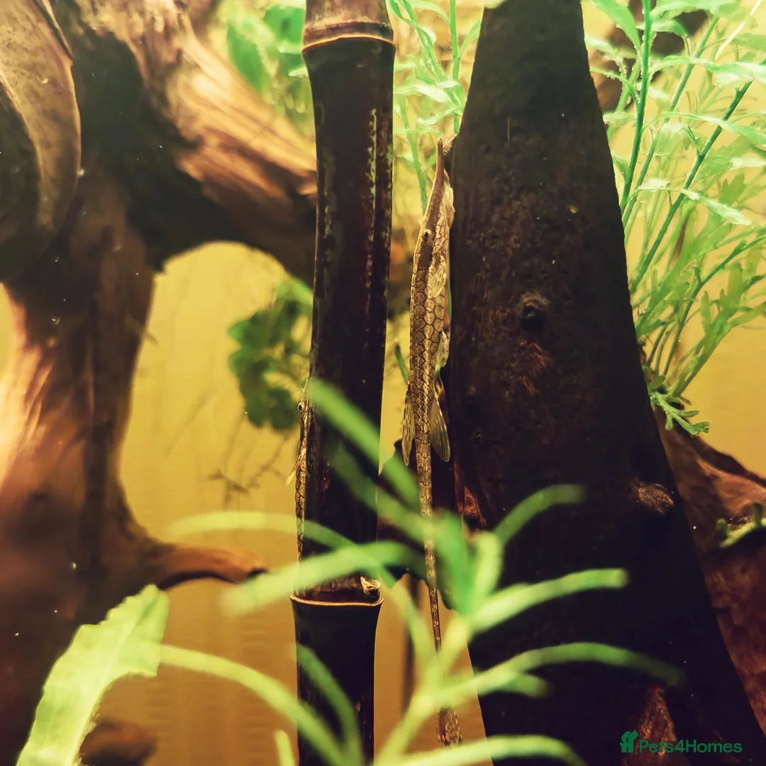 Catfish fish for sale: 3x home-bred juvenile Farlowella Twig Catfish in Camberley - Advert 1