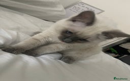 Ragdoll cats for sale: 🐾 Ragdoll Kittens Ready for Their Forever Homes  - Image 11