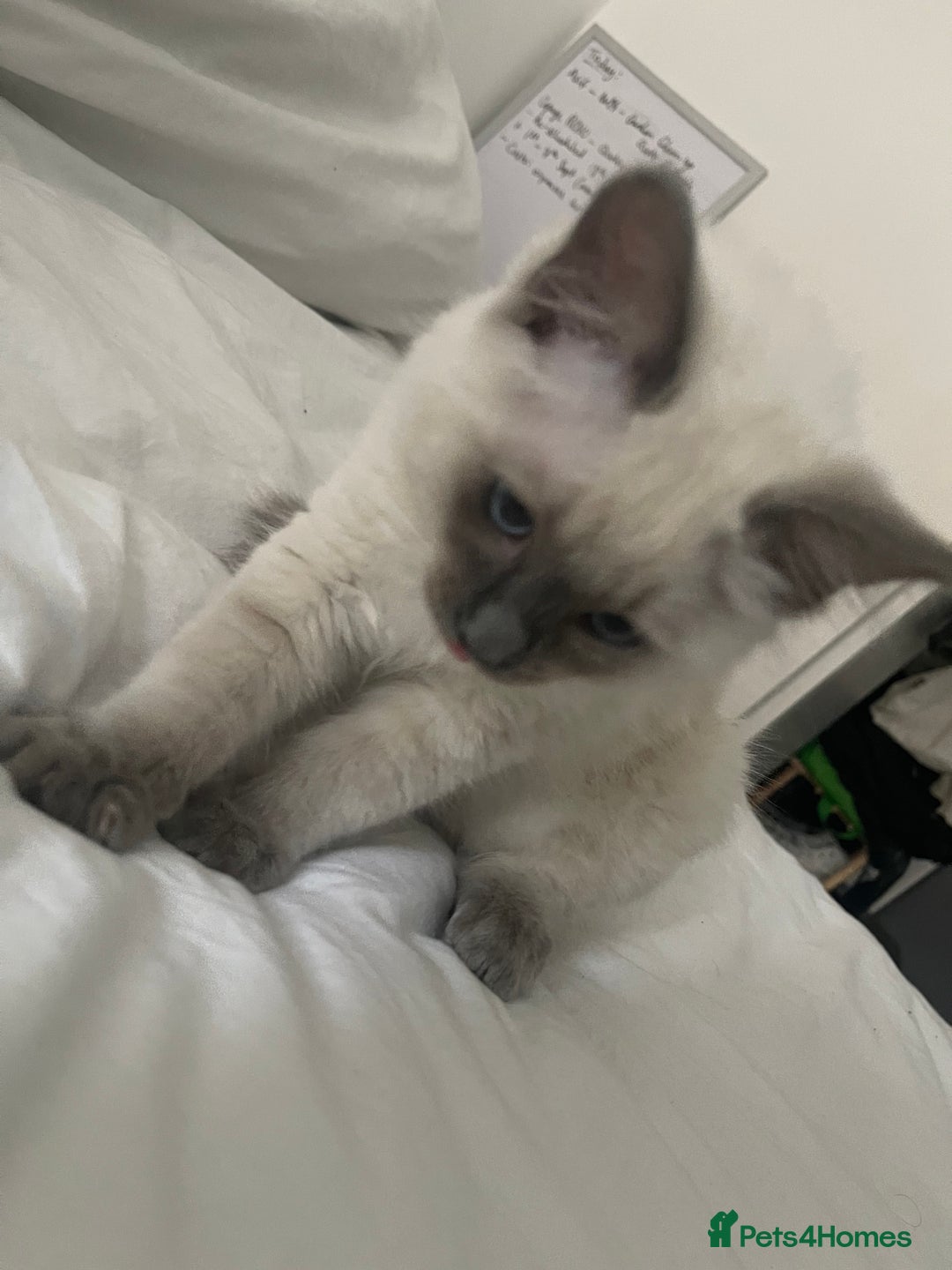 Ragdoll cats for sale: 🐾 Ragdoll Kittens Ready for Their Forever Homes  - Image 11
