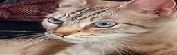 Mixed Breed cats for sale: Pebbles - Advert 2