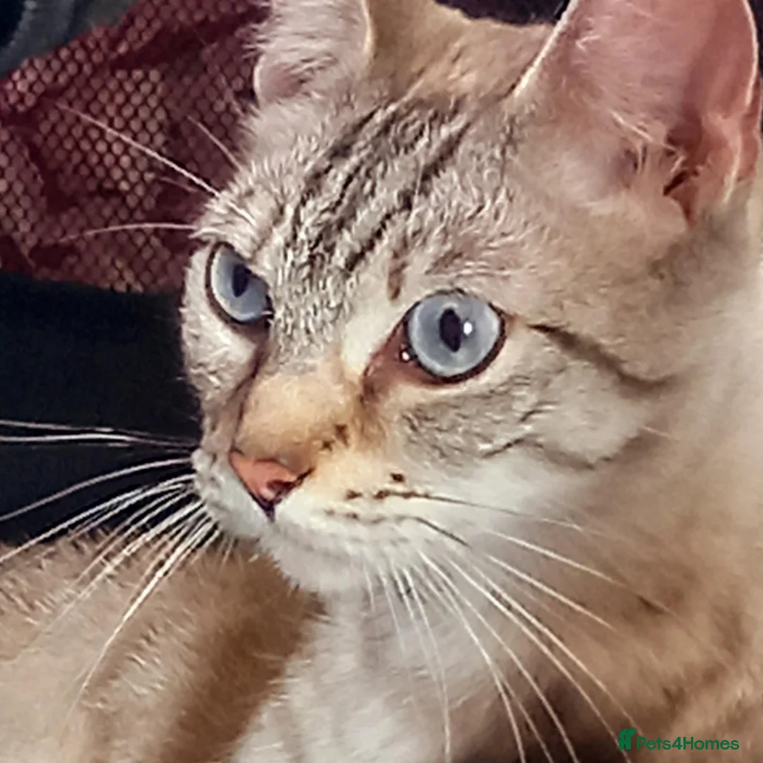 Mixed Breed cats for sale: Pebbles - Advert 2