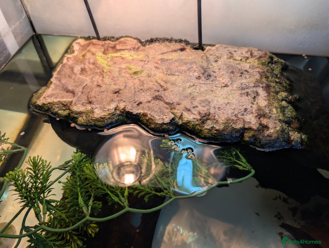 Turtle reptiles for sale: 2 Musk Turtles and 40 gallon tank set up - Image 10