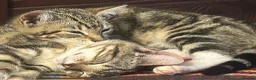 Mixed Breed cats for sale: Beautiful tabby girls  in Haltwhistle - Advert 7