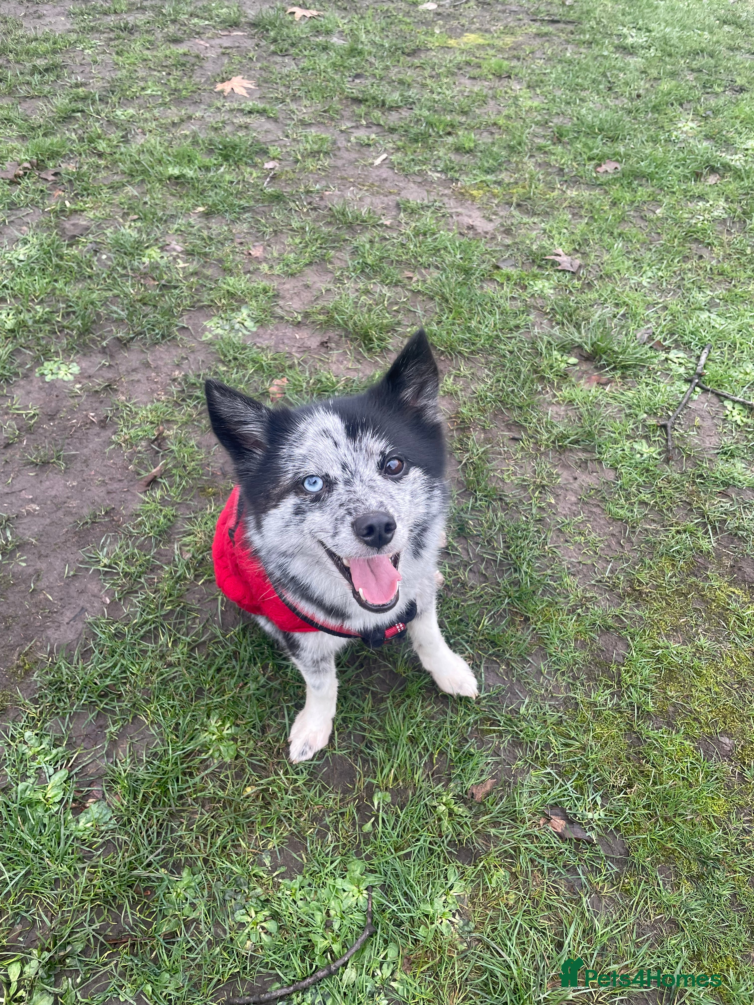 Pomsky dogs Urgent rehoming needed  - Advert 2