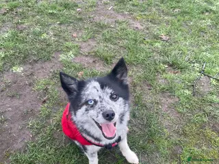 Pomsky dogs Urgent rehoming needed - Advert 2