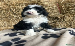 Bordoodle dogs for sale: Beautiful Bordoodle puppies - Image 1