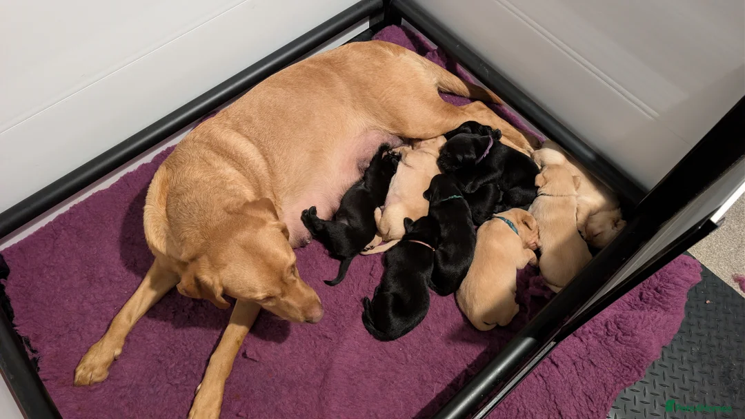 Labrador Retriever dogs for sale: 2 Male Puppies: Red and Yellow FTW & FTCH lines - Advert 7