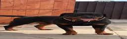 Rottweiler dogs for sale: World champion bloodlines 1 girl available  - Advert 8