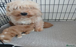Maltipoo dogs for sale: Adorable F1 Maltipoo Puppies - Image 16